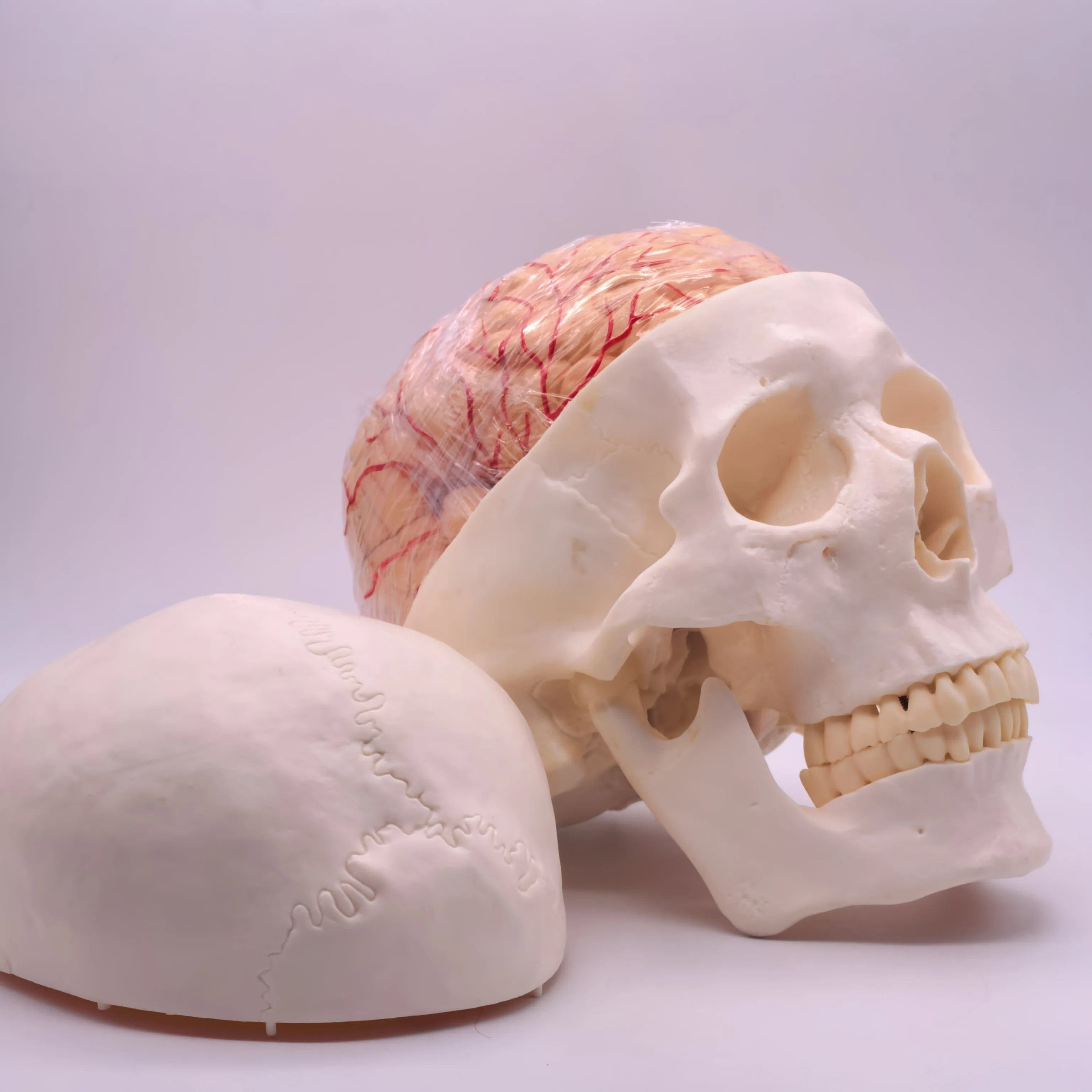 PVC حجم الحياة الجمجمة البشرية 3 أجزاء مع الدماغ 8 أجزاء نموذج مرقم للدراسة الطبية