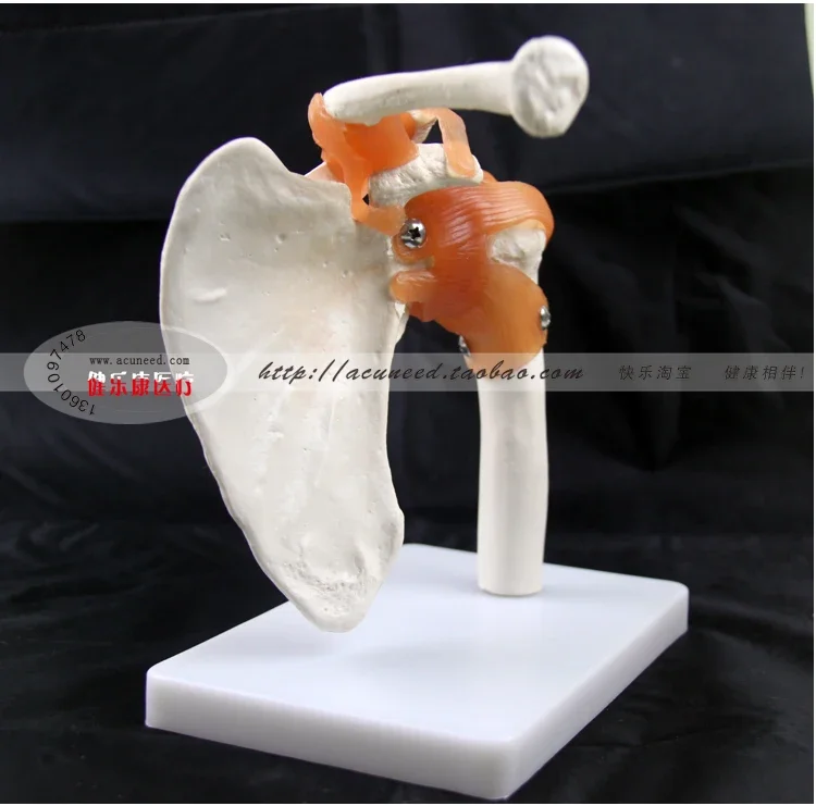 Shoulder Joint Model Human Skeleton Model Joint Skeleton Models Shoulder Bone Muscle Joint Anatomical Models