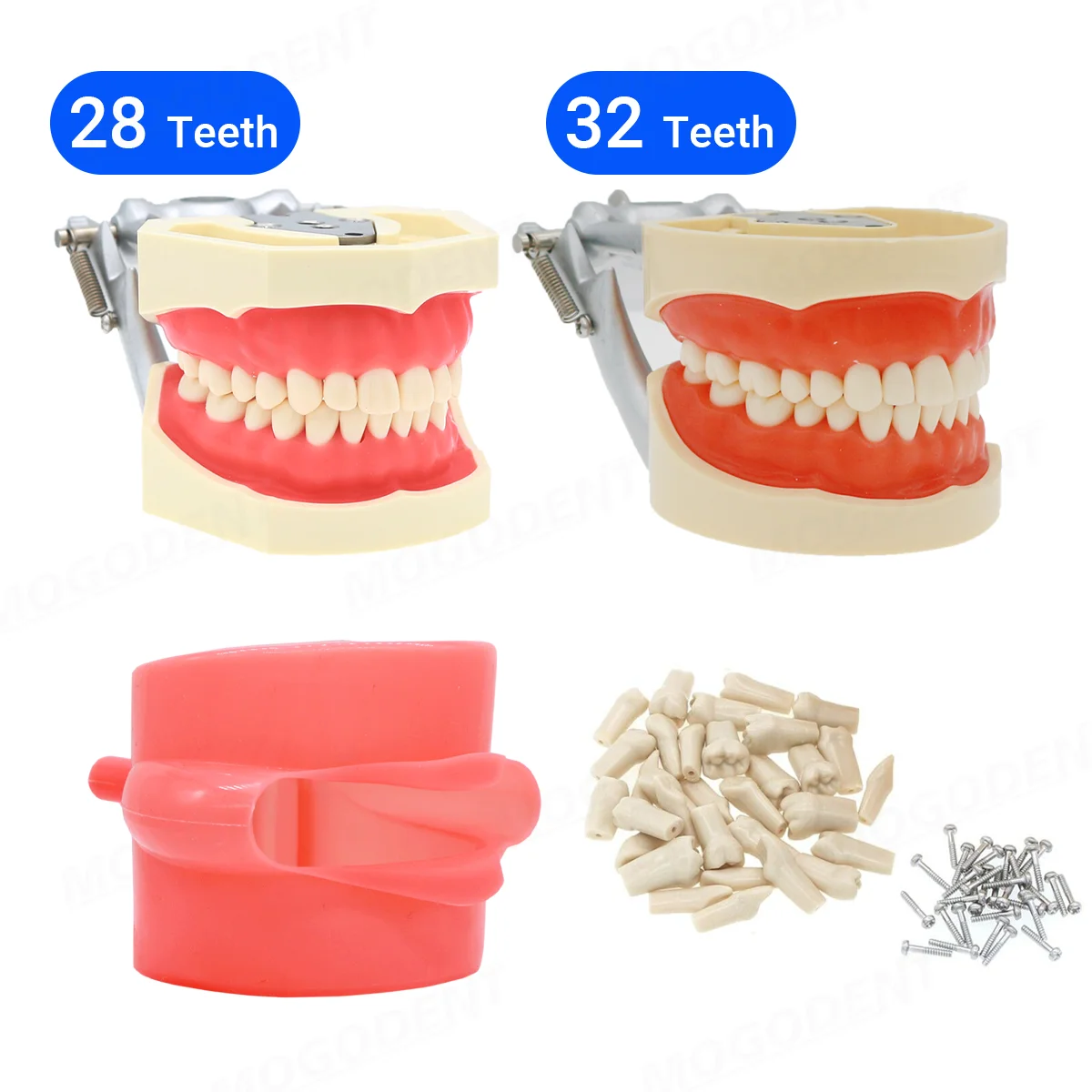 28/32 Teeth Model Dental Teaching Model Rubber Simulation Cheek Fit Kilgore Nissin 200/500 Type Dentist Practice Studying