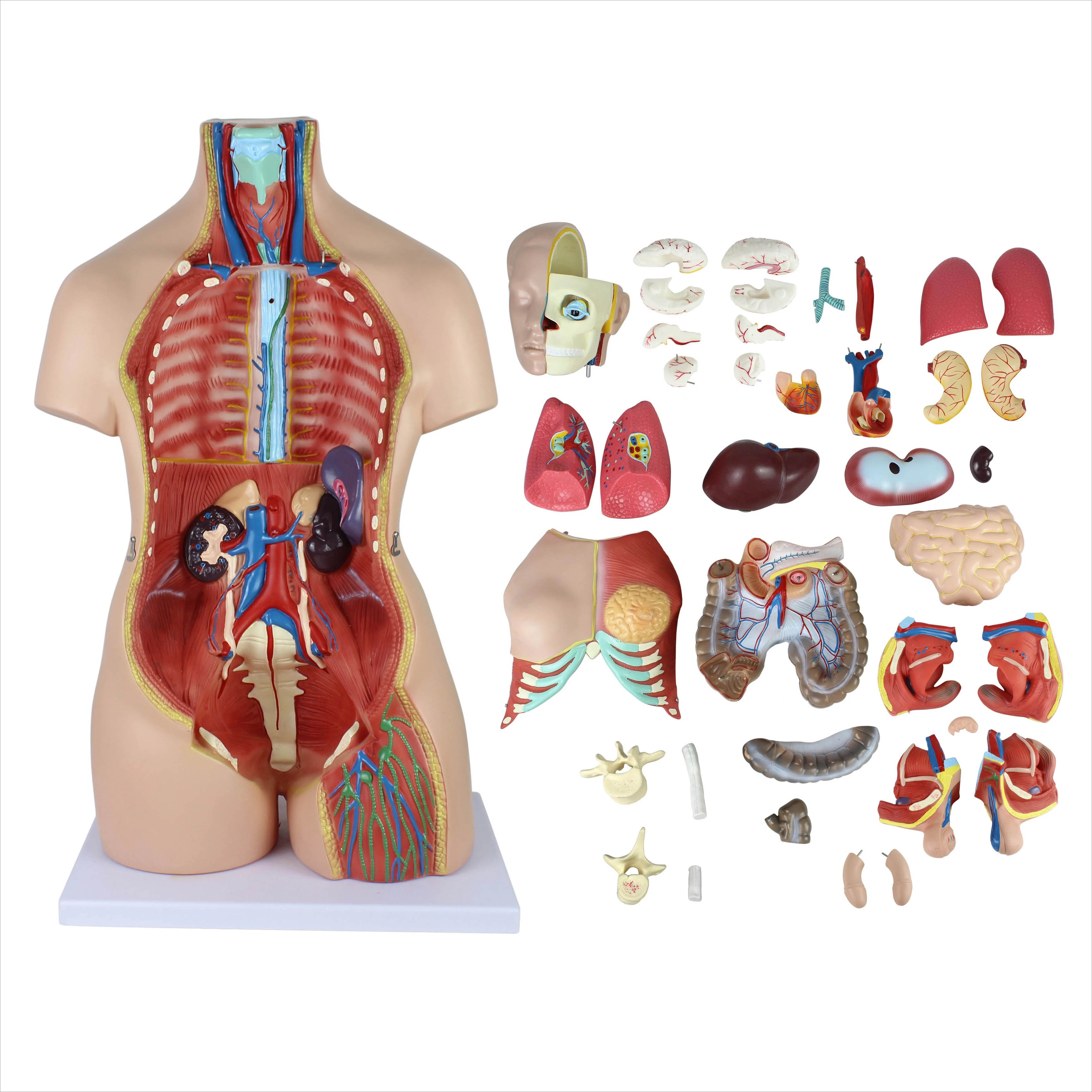 Human Anatomy Model 85CM Bisexual Torso 40 Parts Educational Model