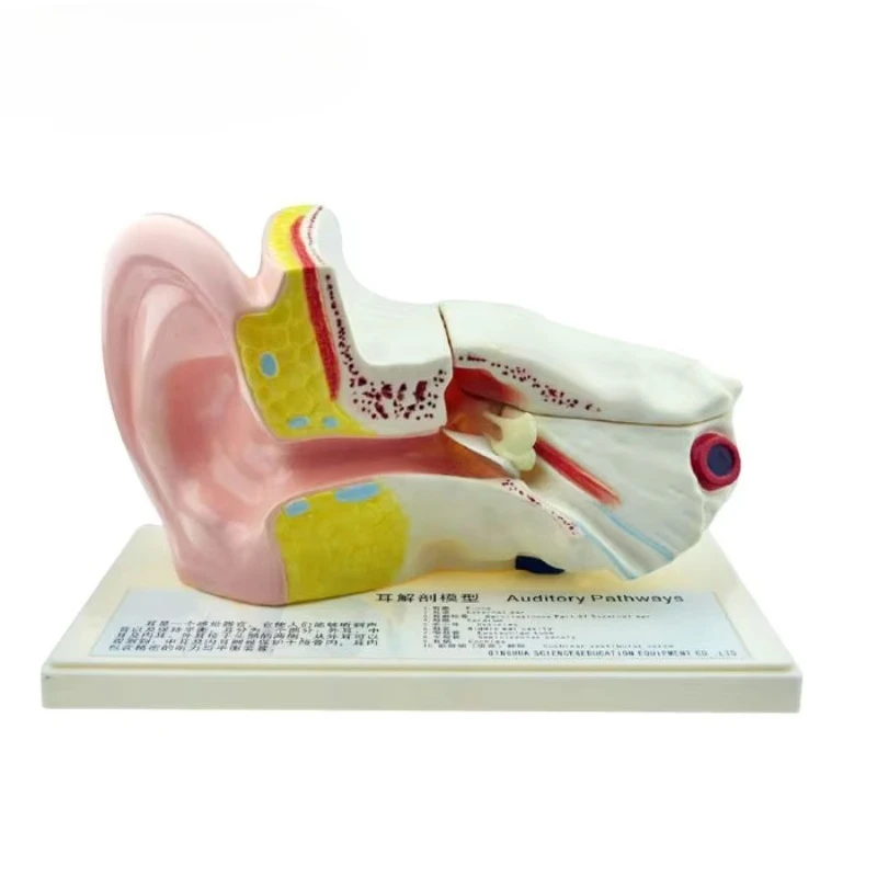 Ear Anatomy Model Human Ear Model 5x Enlargement Detachable Medical Teaching Demonstration Inner Ear Table Model