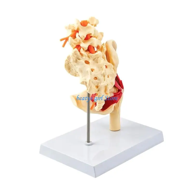 C7AB Life Size Human Lumbar Vertebrae Pelvis Anatomy Model With Muscles Nerves Skeleton Bone For Classroom Demonstration