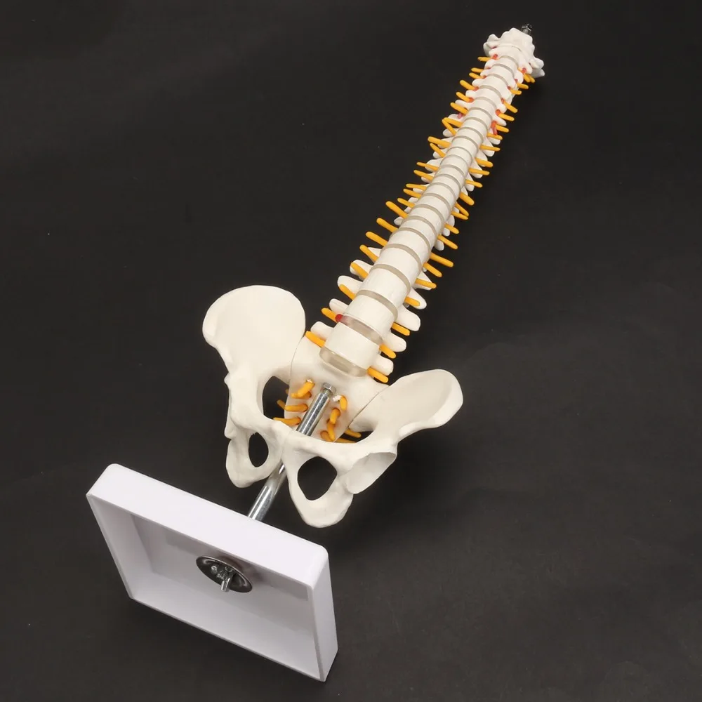 45CM Human Spine with Pelvic Model Human Anatomical Anatomy Spine Medical Model spinal column model+Stand Fexible