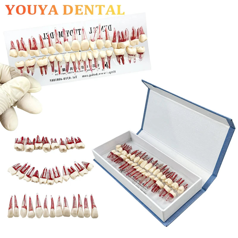 

Dental Research Treatment Training Model for Dental Research On The Teaching Model Dental Roots Resin Particles Pulp Root Canals