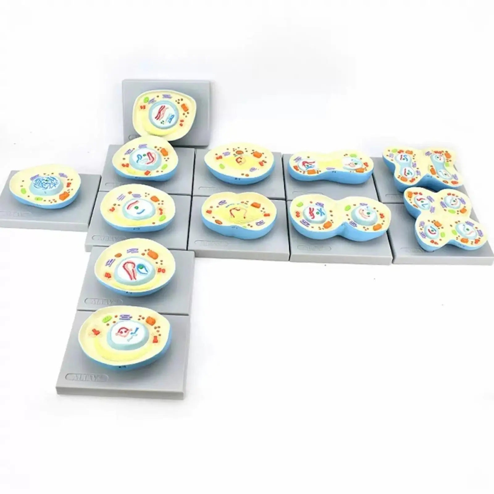 PVC 9 Parts Nucleus Mitosis Chromosome Model Medical Teaching Models