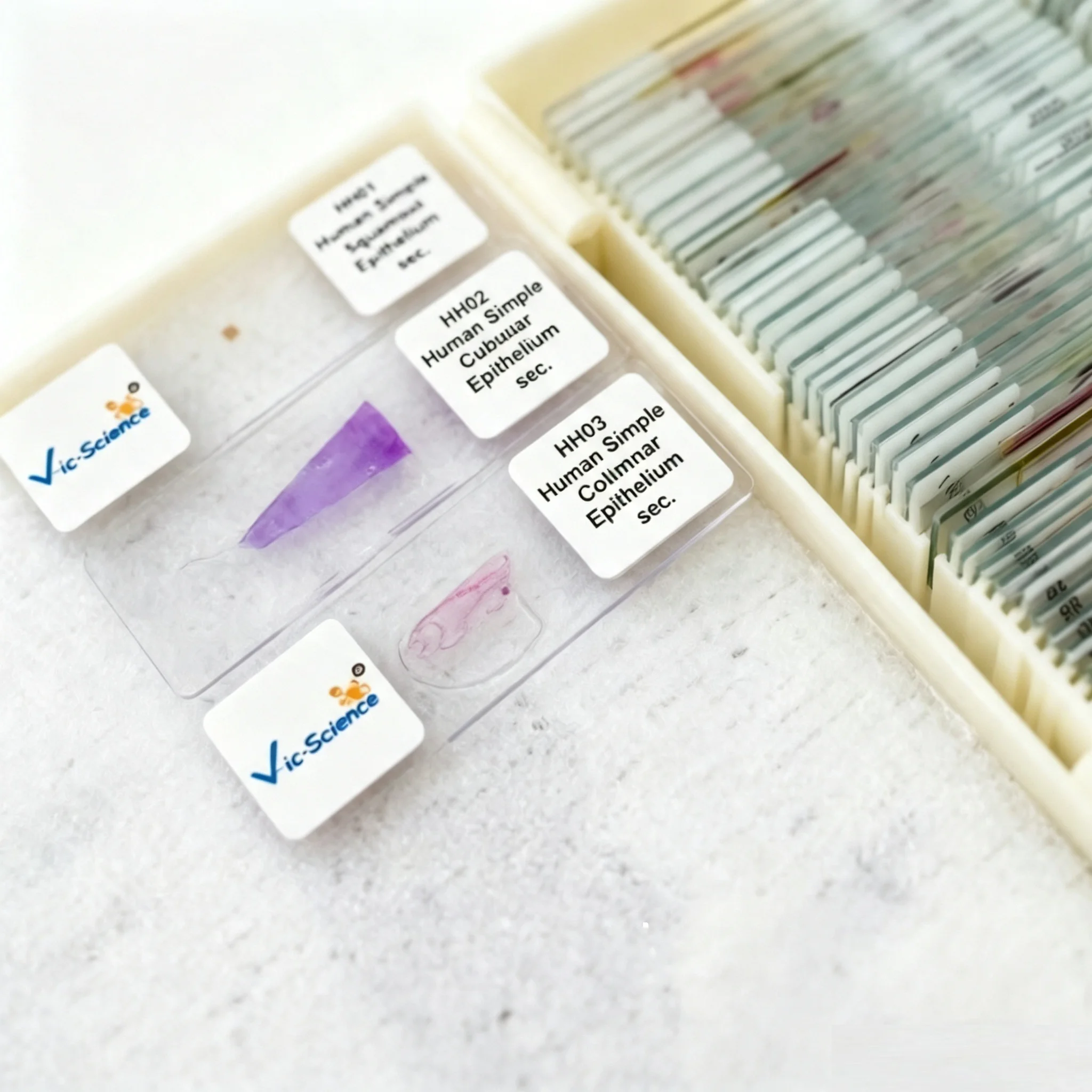 100pcs Education Histology Tissue Prepared Slides Human Histological Microscope Slides Set