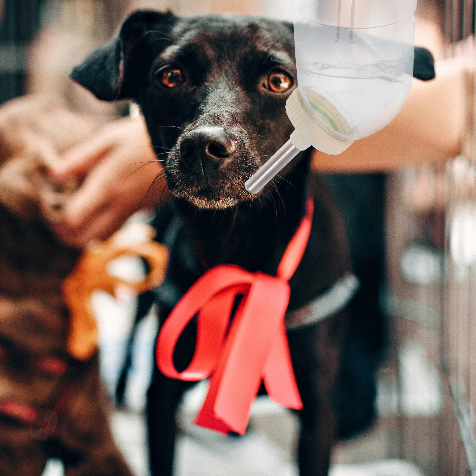 

2pcs Pet Rabbit Water Bottle Durable Small Pet Drinking Container Easy Install Leakage Proof For Cage Chinchilla Guinea Pig