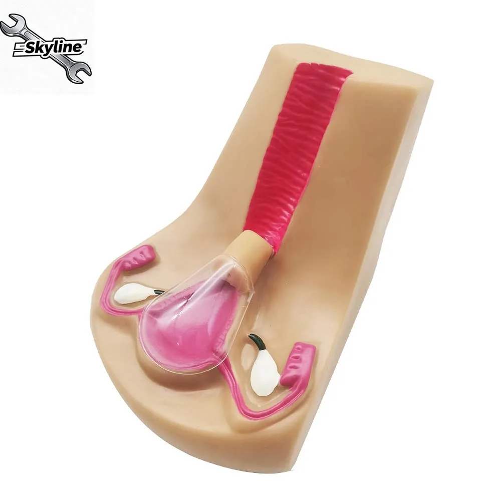 Female Intrauterine Contraceptive Device Model,IUD Training Simulator Brand new