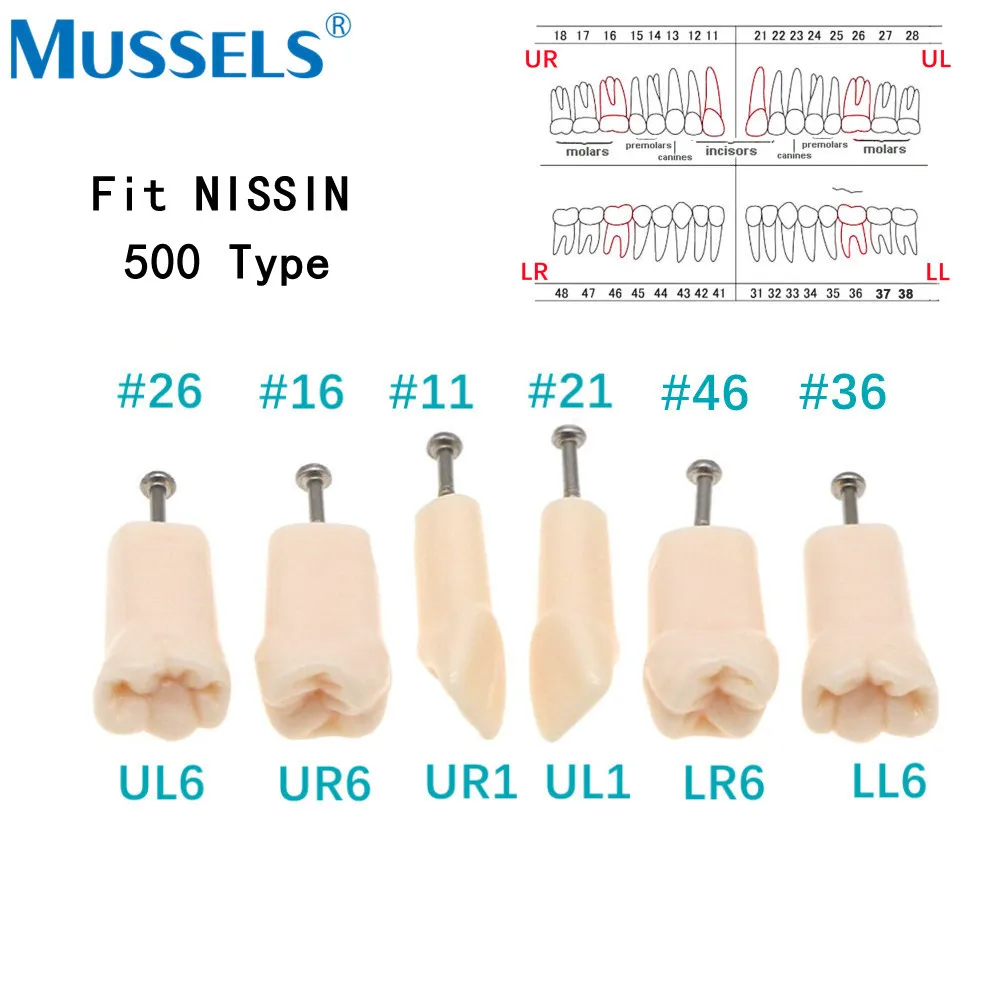 50 sztuk/paczka Dental Typodont Model zębów wymiana fit typ NISSIN 500 wkręcane żywica praktyka protezowa studium szkolenie zębów