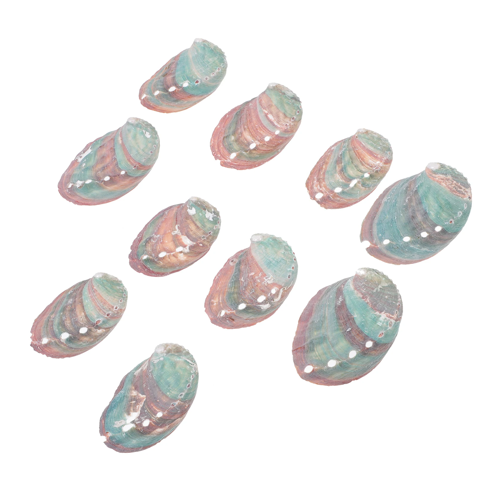 

10 Pcs Natural Conch Shells Aquarium Decoration Fish Tank Shell Ideal for DIY H made Materials Seashell L scaping nament Home