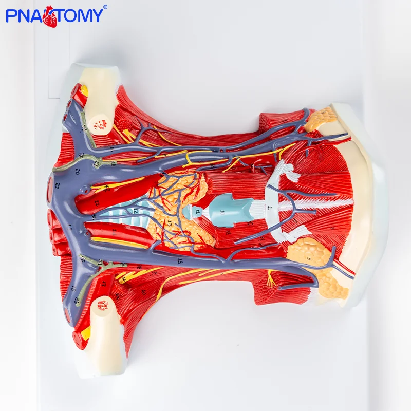 Comprehensive Anatomy of the Neck: Detailed Medical Model with Muscles, Blood Vessels, Nerves, and Cervical Vertebrae Demonstrat