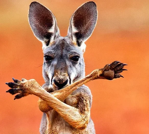 

Axisflying New TERK Max 5.8G 3W VTX Fan with CNC Heat Sink Dual Function-Buttons Built in MIC Silent Long Range RC FPV Drone