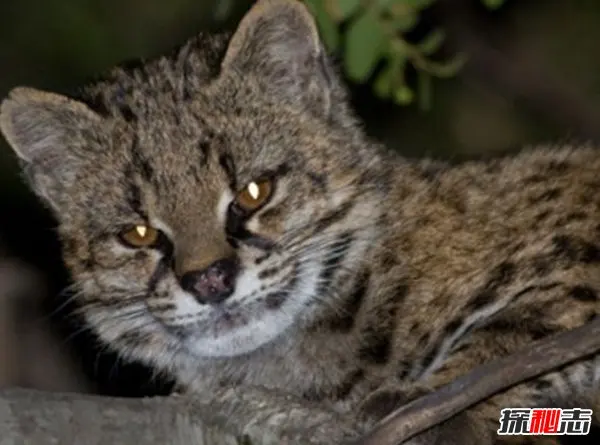 

4Pcs RC 6030-6081 Rubber Tires & Plastic Wheel For HSP HPI 1:10 On-Road Car Racing