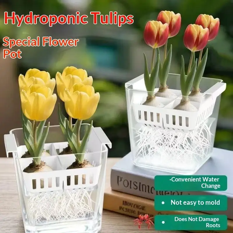 【F】Hydrokulturbehälter mit atmungsaktivem Stützkorb, Tulpen-Saatgut-Hydrokultur-Blumentopf, 4 Löcher, blumentopf ohne Erde, Heimdekoration