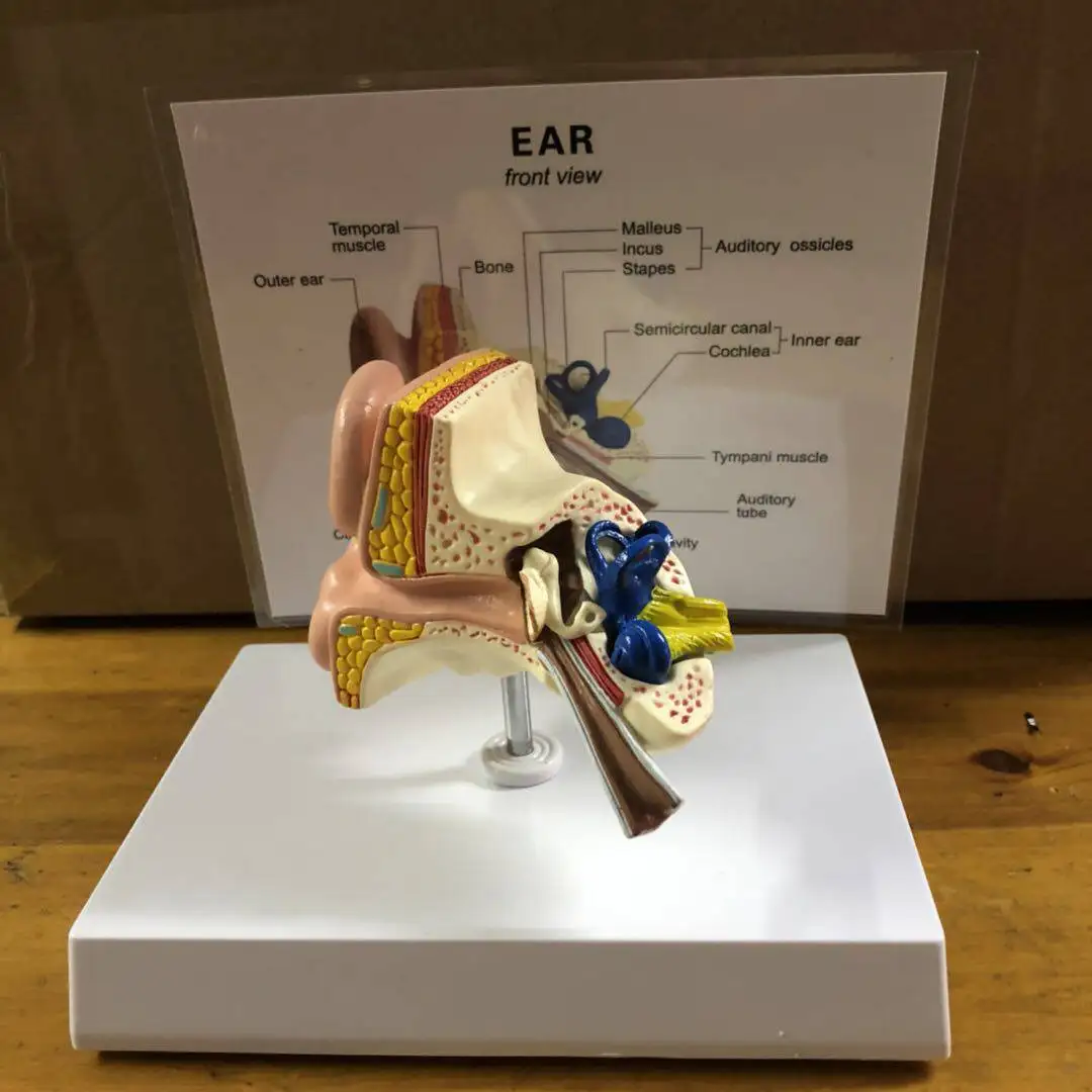 1:1 Life Size Human Ear Anatomical Model Outer Middle Inner Ear Structure Medical Teaching Education Model