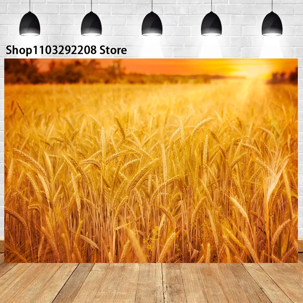 Golden Wheat Spikes Grass Crop Theme Sunset Ripe Wheat Grain Harvest Season Blue Sky Cloudy Photographic Banner For Photo Studio