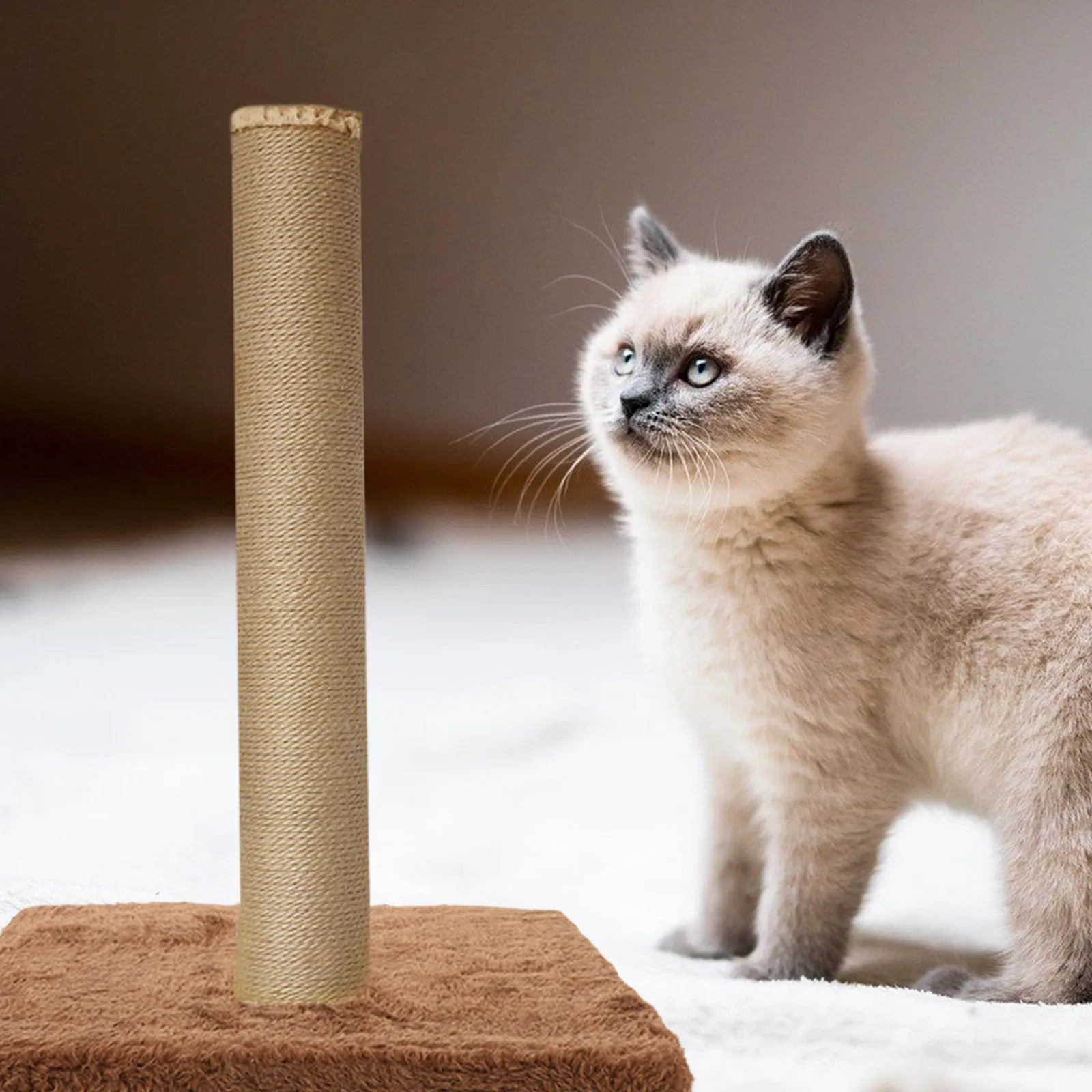 

Cat Jumping Platform Stable Scratch-Resistant Design Kitten Shelf Replaceable Cat Board Scratching Post Kitten Shelf