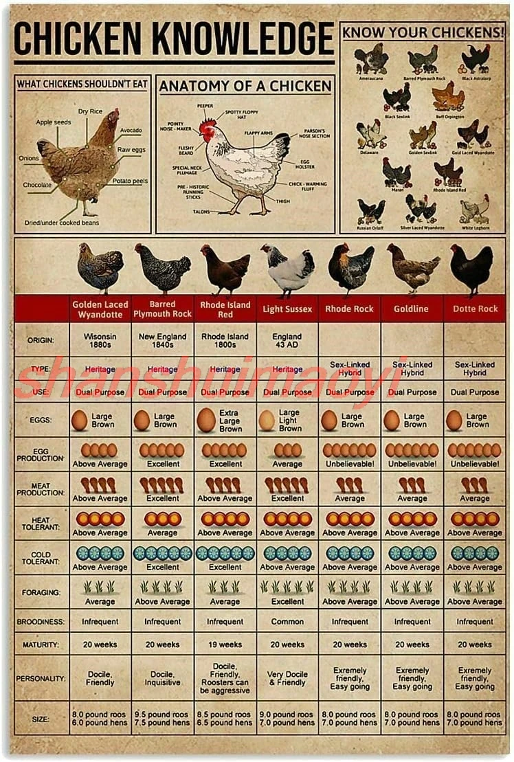 Chicken Knowledge Metal Tin Sign Anatomy Of A Chicken Funny Poster Farm Chicken Coop Chicken Farm Garage Living Room Bathro sign