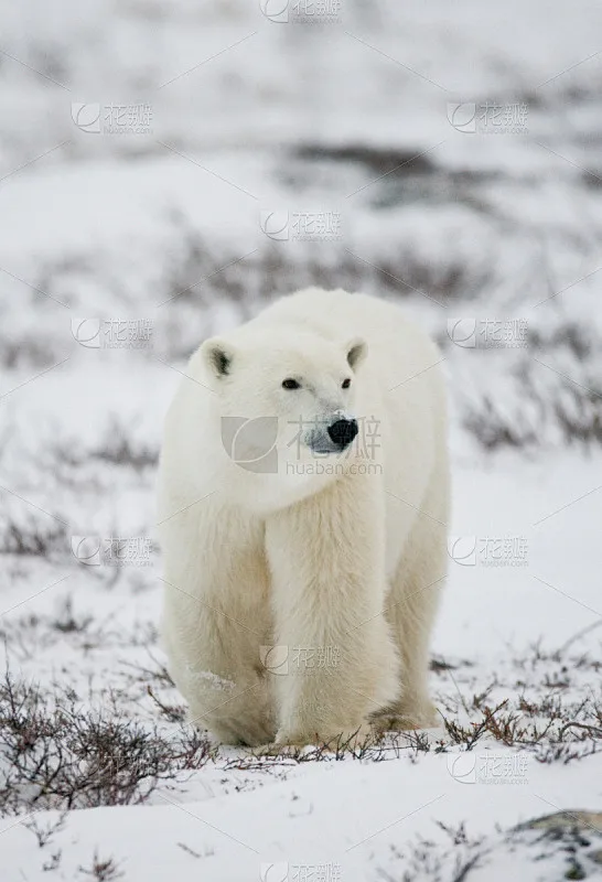 Kit di aggiornamento in metallo per FeiShen FS 1/8 TANK, SHARKS, Cheetah, ATOM, Leopard, Thunder, parti di automobili RC