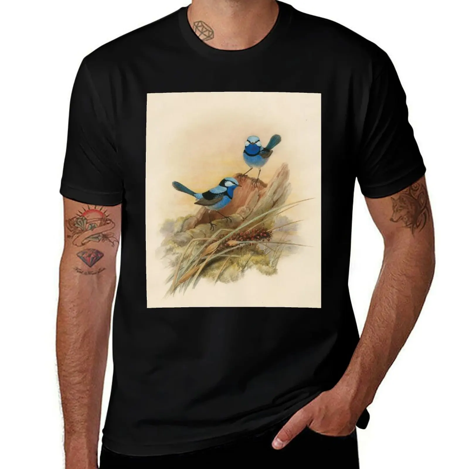

Splendid fairy wren, circa 1867 T-Shirt man t shirts graphic t shirt man designer T-Shirt
