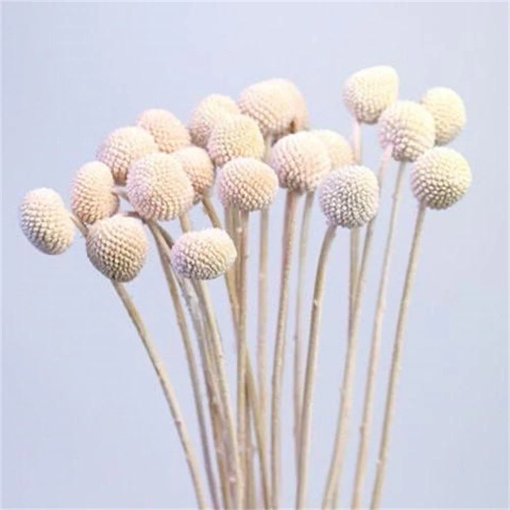 Preserved Golden Ball Craspedia Billy Balls With Cheap Price Dried Flowers For Christmas Decoration Floral Party Outdoor Decor