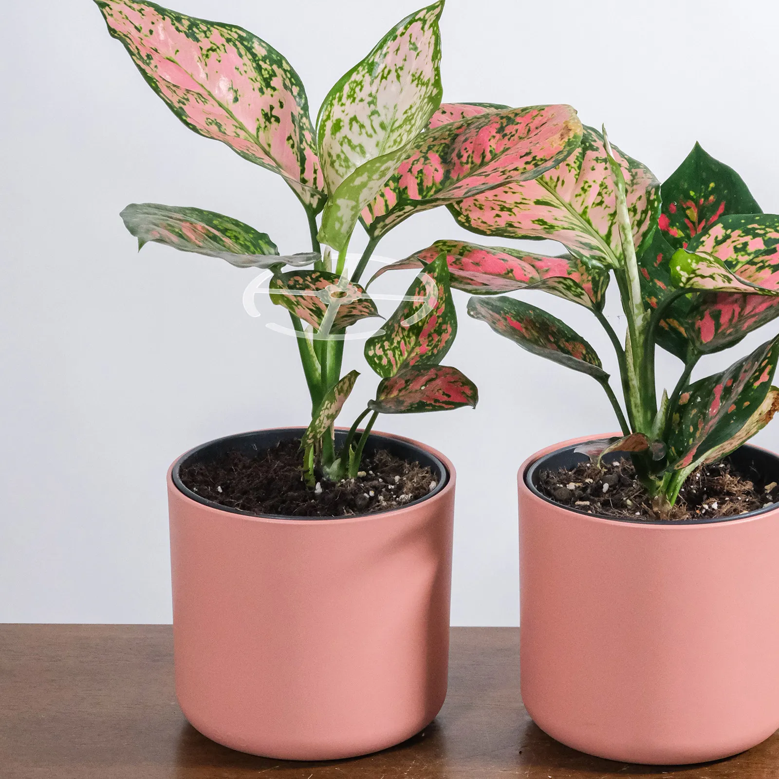 

4Pcs Indoor Plant Climbing Stem Holder Acrylic Bonsai Stem Support Rack for Flowerpot Floral Gardening Flower Accessory