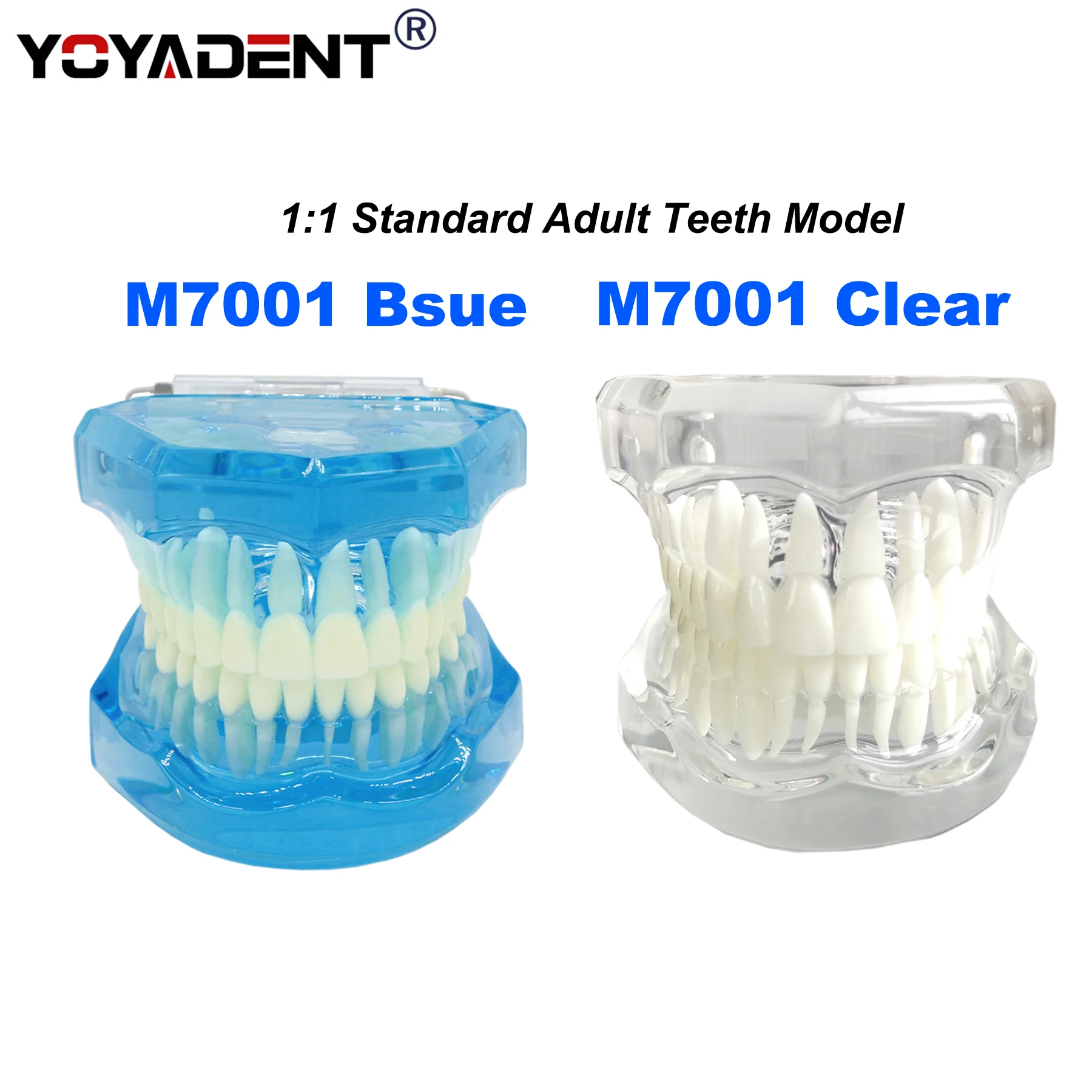 

Dental Teeth Model 1:1 Standard Adult Teeth Model 28 teeth Dentists Teaching Demo Model