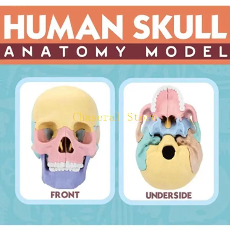 E7CE الطبية مجسم لجمجمة التشريح مجسم لجمجمة الإنسان مجسم لجمجمة للتظاهر