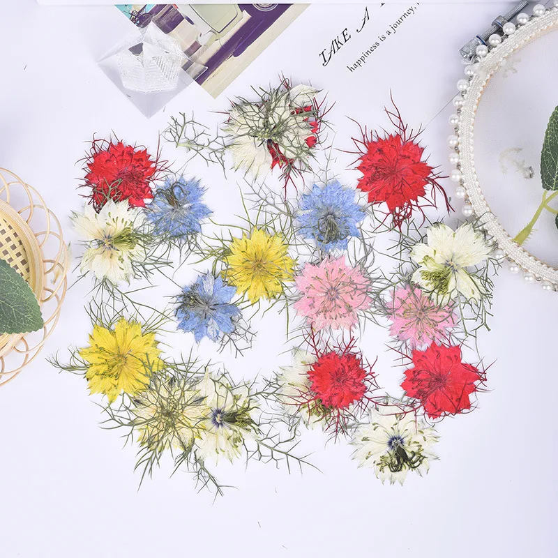 5-8cm 12PCS/Set Nigella Damascena L Pressed Dried Flower for Bookmark Phone Case Card Decorations Natural Flowers with Leaves