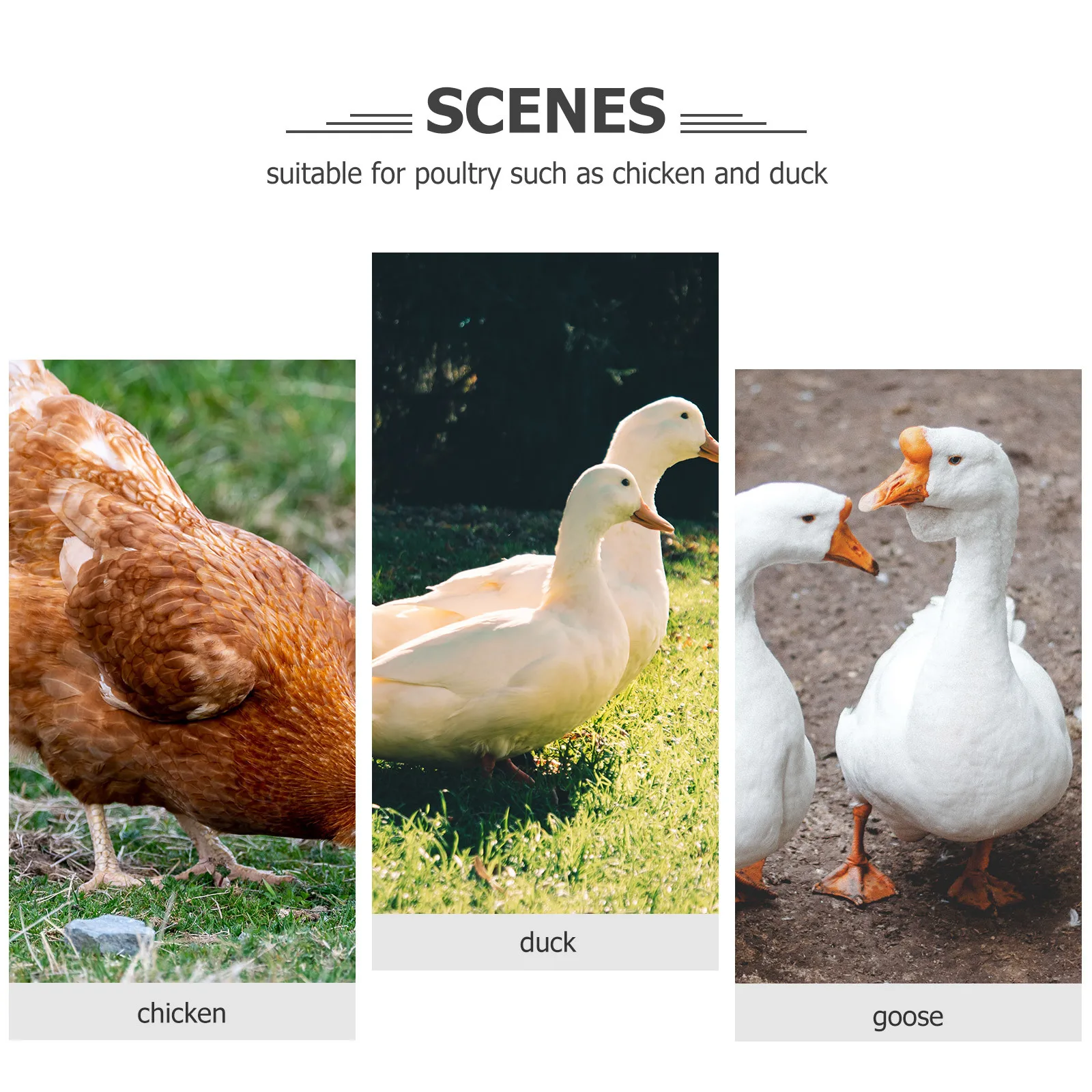 

8Pcs Anti-Crowing Nylon Rooster Neckbands Adjustable Collars for Poultry No Crowing Bands Poultry Collars