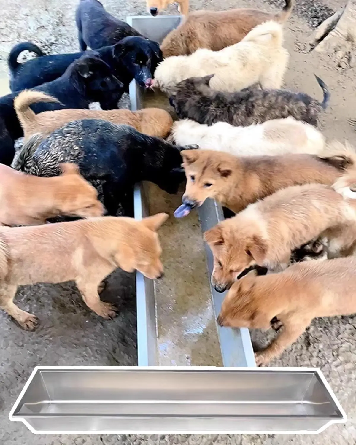 Livestock Guardian Dog Feeder, Metal Livestock Trough Water for Interior Outside Farm, Galvanized Steel Animals Feed