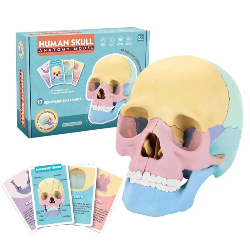 

Human Color Skull Model, Detachable 17 Parts Assembled Specimen, Cranium Skull Mouth Cavity, Medical Teaching