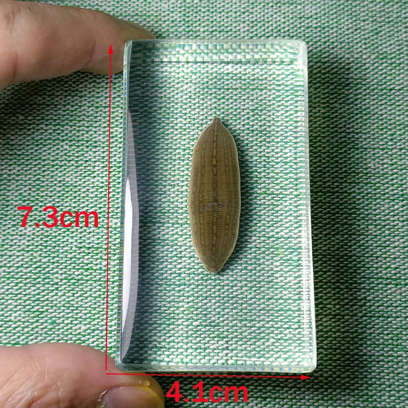 New Insects Specimens Resin Wrapped In Variety Real Insects Suitable for Science Education Cognitive Koleksi Hobi Serangga 7.3cm