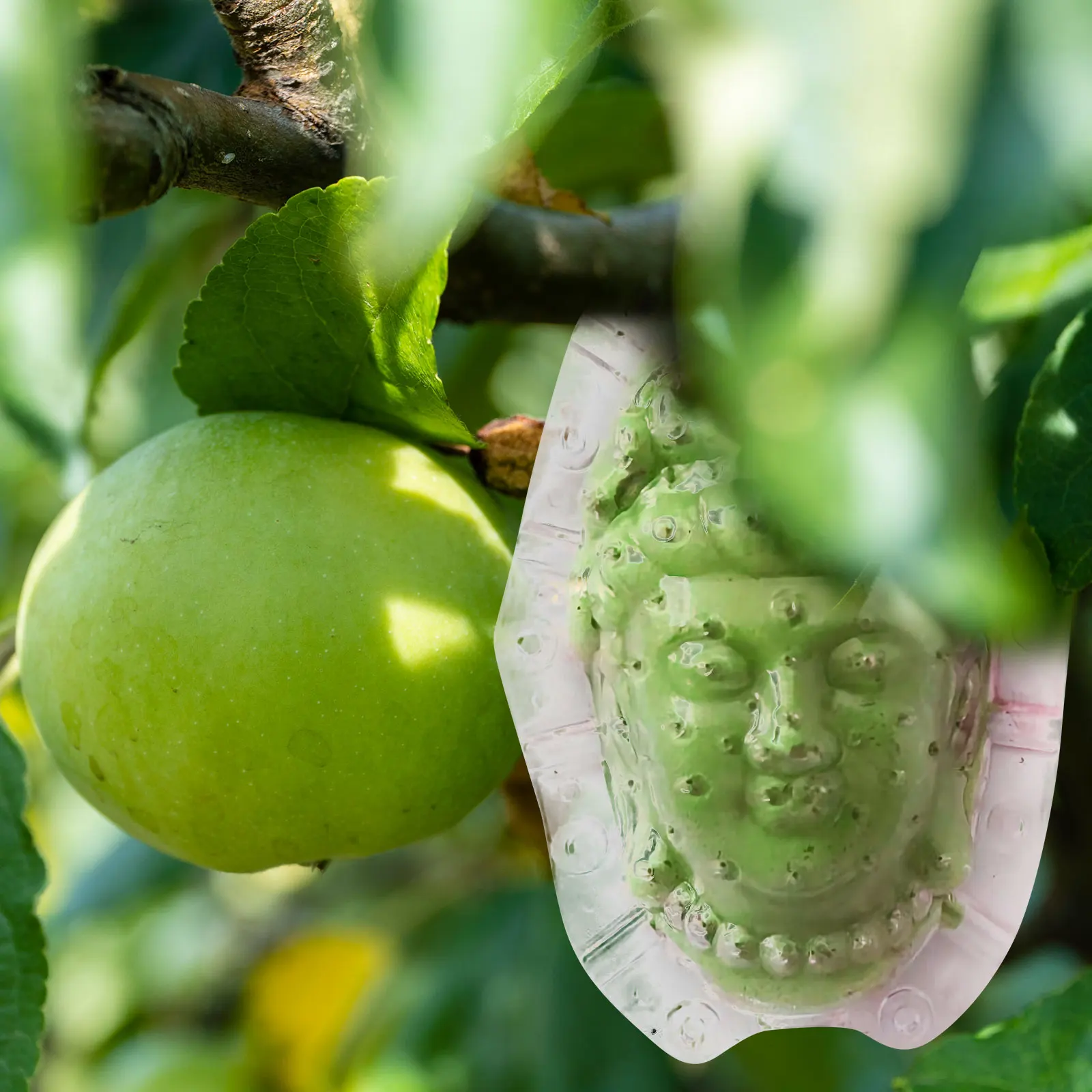 

s Acrylic Reusable Guanyin Head Fruit Growing Mold Novelty Shaped Vegetable Planting Molds for Gardening Yard Outdoor Long Term