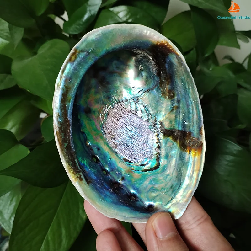 13-14 CM Large Abalone Shell Bowl Natural Bulk (Pāua) Abalone Shell Smudge Bowl Incense Burner for Sage Burning Home Décor