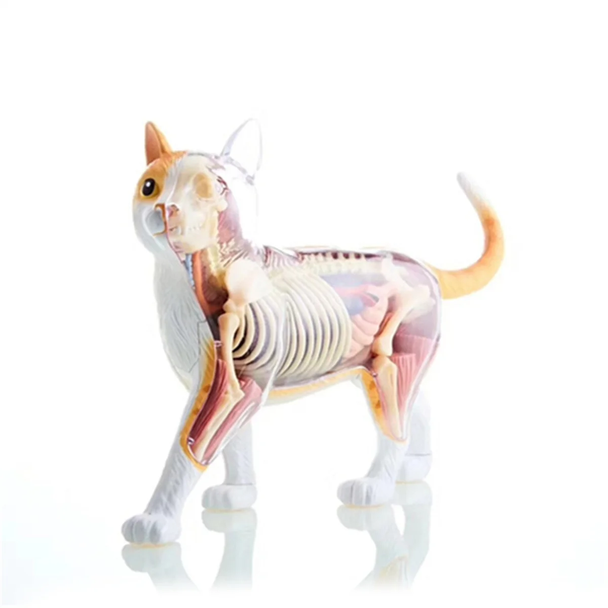 

Animal Organ Anatomy Model 4D Cat Intelligence Assembling Toy Teaching Anatomy Model DIY Appliances