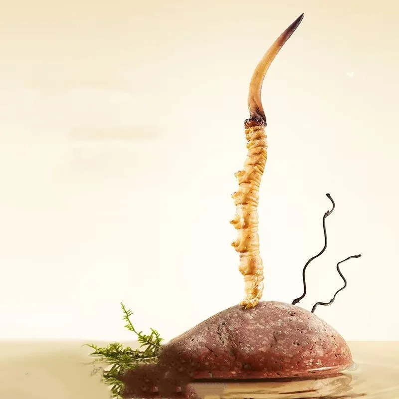 

High Quality NaturalCordyceps Sinensis Incense Natural Aroma Stick About 0.7g/pcs