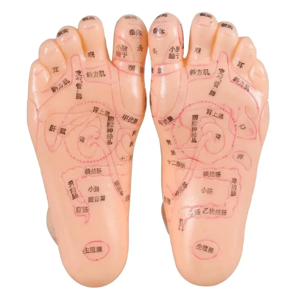 17cm Foot Acupuncture Model Set Foot Acupuncture Needle Acupoint Model Foot Acupuncture Point Model 2 Pieces