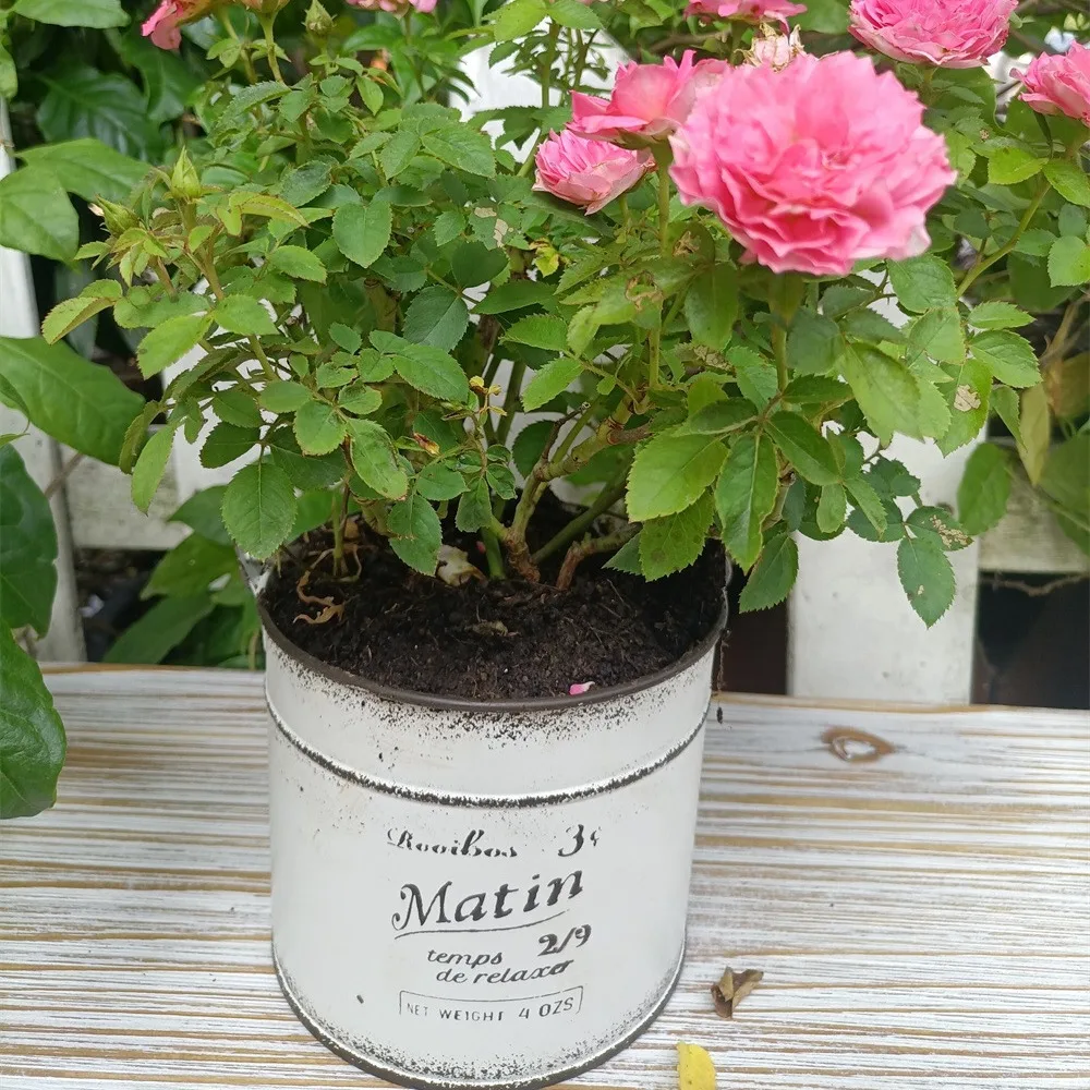 Small Iron Pots for Plants, Flower Bucket with Printed Text, Matin, Balcony Gardening Lover, White and Blue