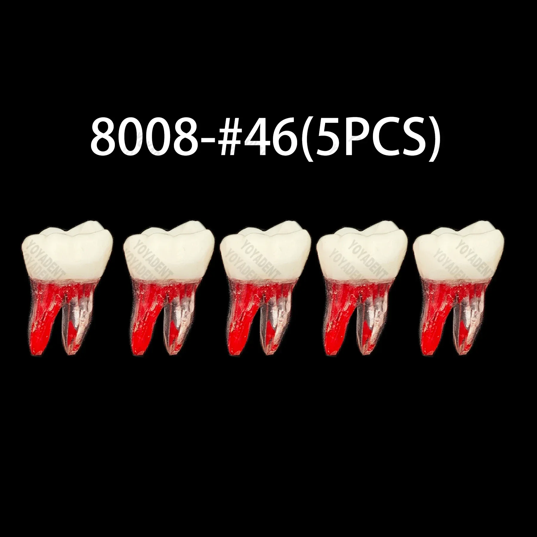 Dental Teeth Model Endo Root Canal Teeth Teaching RCT Practice Model Kilgore Nissin Type For Cavity Preparation Filling