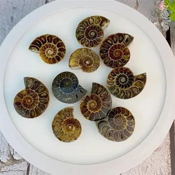 Collection de tranches d'ammonite Fengshui, spécimen de cristal naturel, pierre précieuse de guérison, quartz rare, décoration de la maison, cadeaux