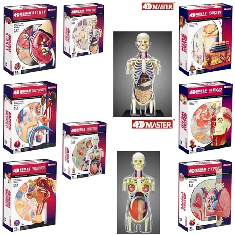 4D Anatomical Assembly Model of Human Organs Reproductive Visceral Skin Renal Pulmonary Medicine Teaching DIY Teaching Ai