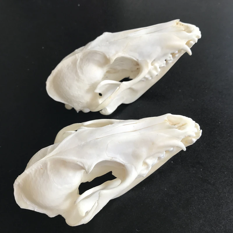 2pcs Nyctereutes procyonoides Raccoon Skull taxidermy real bone skeleton Christmas decoration gift/Real Raccoon skull