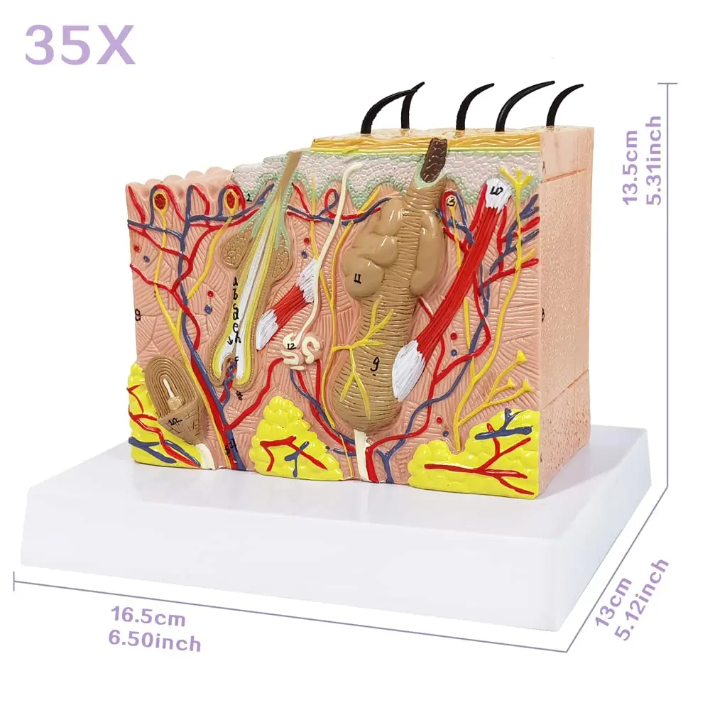 Skin model, 35x, 50x magnification anatomical skin layer structure model with hair for science classroom learning teaching