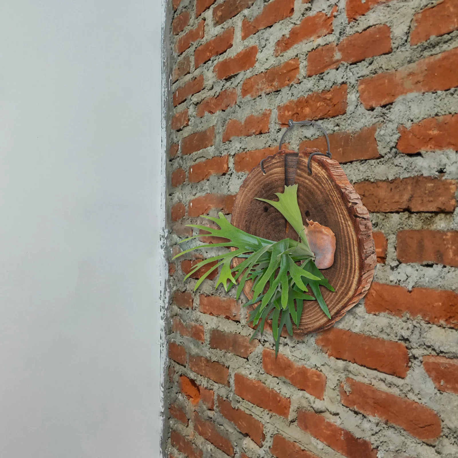 

Staghorn Fern Hanging Board Planter Wall Display Holder Home Decor Indoor Garden Wooden Planter Reusable Durable