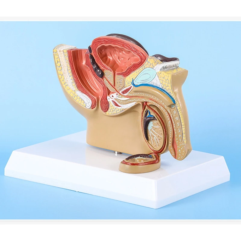 1:2 Male Pelvic Sagittal Section Testicular Prostate Bladder Rectal Urinary System Model