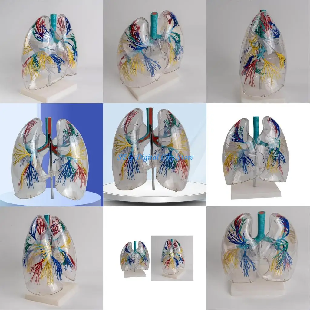 

U75B Transparent PVC Lungs Anatomy Model for Educational Anatomical Liver Model Shows of Bronchial Tree