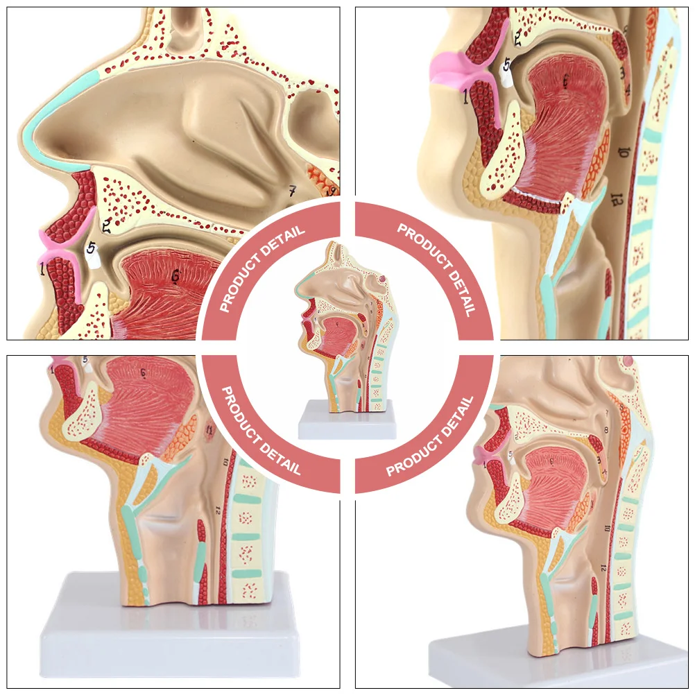 Human Nasal Cavity Oral Normal Larynx and Pharynx Model Doctors Office Educational Tool