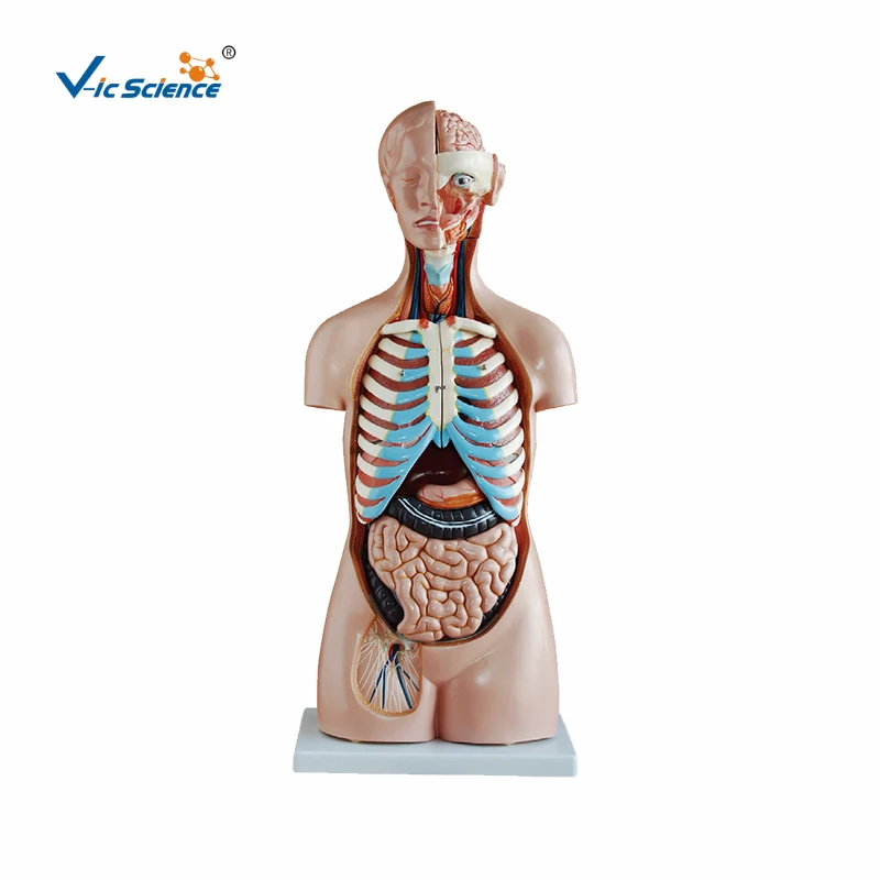 Hot Sale 85cm Medical Anatomical Human Body Organs Model 20 parts Teaching for Students