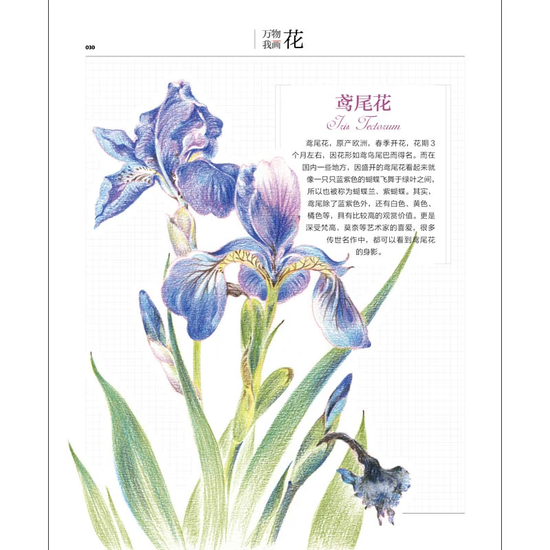 Color Lead Painting Getting Started Tutorial Book Flower Bird Cat Dog Plant Landscape Sketch Picture Album Zero Basic Self-study